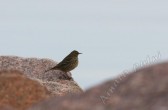 anthus_petrosus_d.jpg